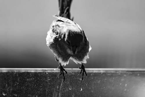 animal brown bird gloria jeans cafe bebek (no longer there)