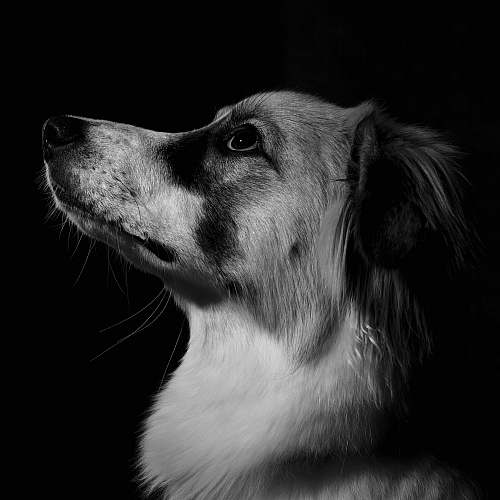 dog brown dog canine