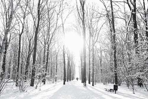berlin brown trees on snow sand during winter season germany