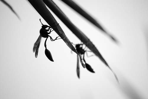 animal closeup photo of winged insect ant