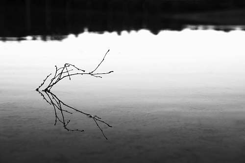 plant driftwood in body of water water