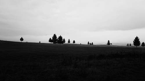 plant few trees scattered on grass field grass