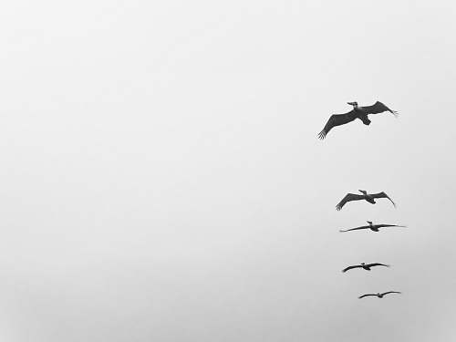 nature five birds flying on grayscale photo bird