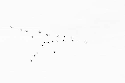 animal flock of birds flock