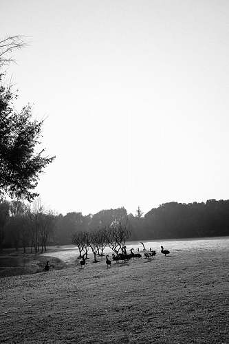 nature flock of ducks ground