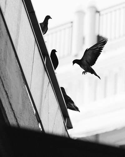 animal flock of pigeons at the edge of the roof bird