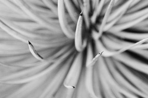 plant focus photography of flower petale pollen