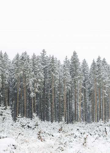 grey forest covered by snow snow
