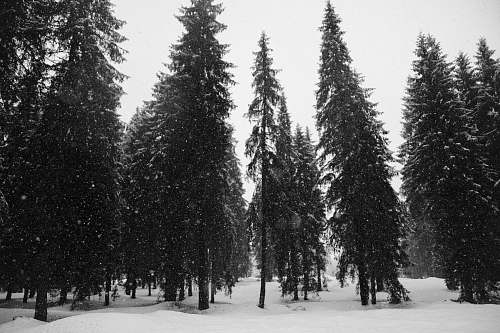 tree forest covered by snow forest