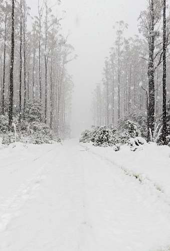 nature forest covered in snow grey