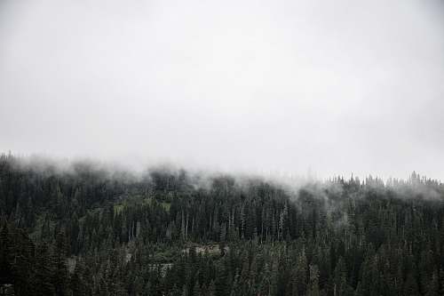 forest forest covered with fogs fog