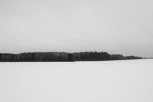 snow forest grayscale photography sigulda