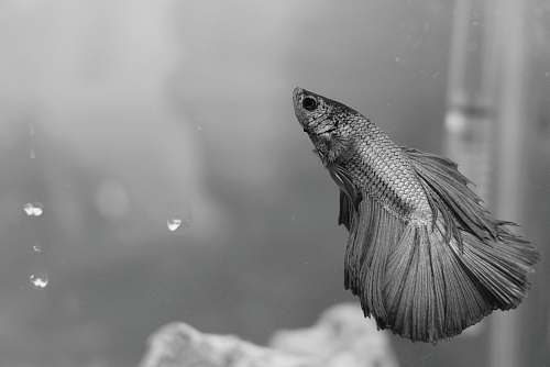 fish gray betta fish aquatic