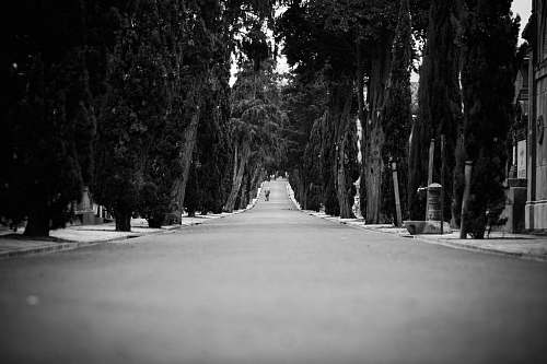 road gray concrete road tree