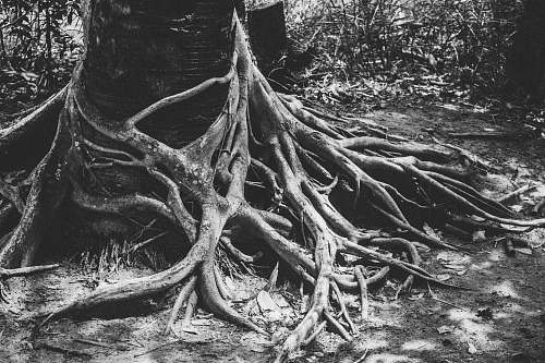 grey grayscale of photo root of tree flora