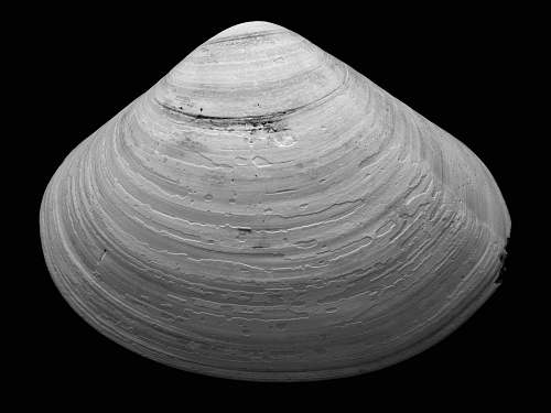 grey grayscale of seashell against black background shell