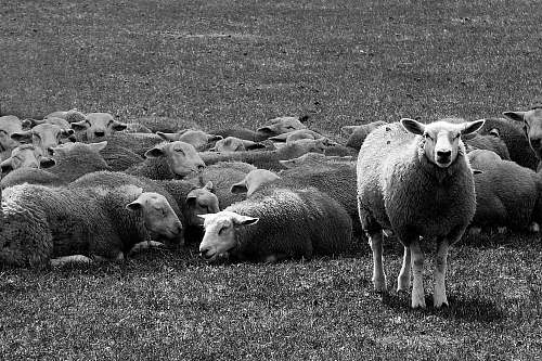 sheep grayscale of sheep on green lawn animal