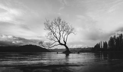 tree grayscale photo of bare tree on calm body of water grey