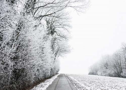 snow grayscale photo of bare trees during winter winter