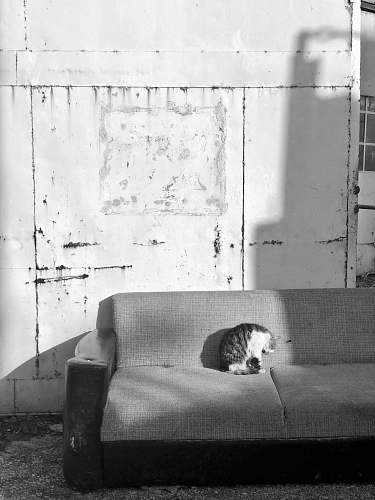 couch grayscale photo of cay lying on couch furniture