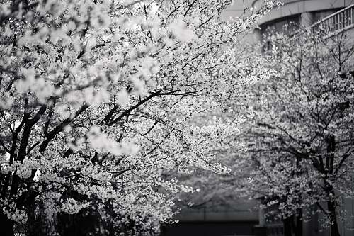 blossom grayscale photo of cherry blossom flower