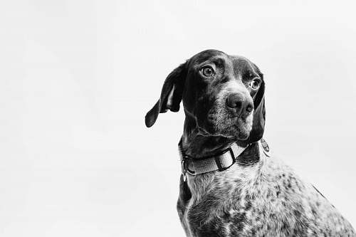dog grayscale photo of dog pet
