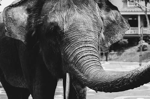 elephant grayscale photo of elephant animal
