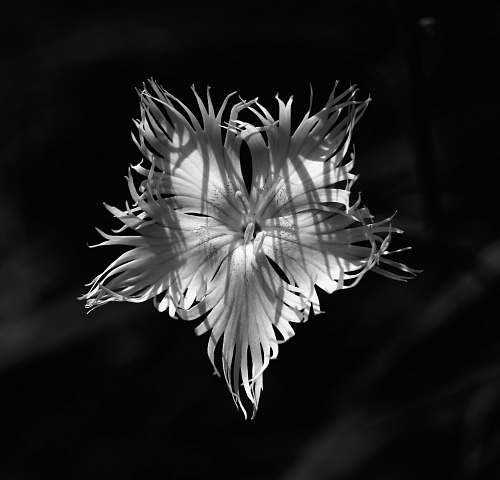 plant grayscale photo of flower bloom top-view photography blossom