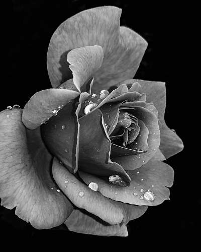 flower grayscale photo of flower rose