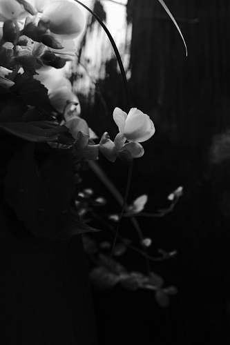 plant grayscale photo of flowers blossom