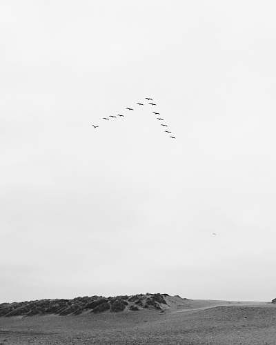 white grayscale photo of flying birds san francisco