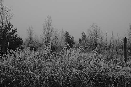 grey grayscale photo of grass frost