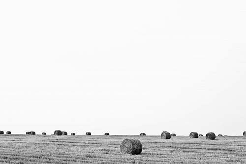 hay grayscale photo of hay farm