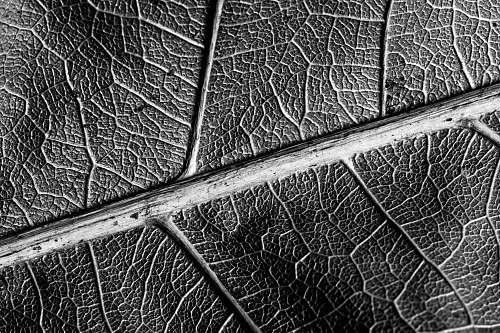 grey grayscale photo of leaf in closeup photo veins