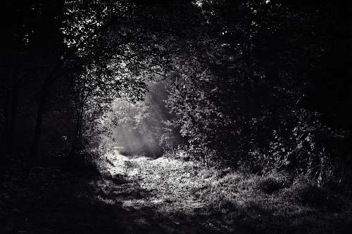 black grayscale photo of leafed plants surround path black wallpapers