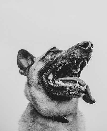 dog grayscale photo of opened mouth of dog tongue