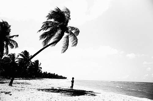 arecaceae grayscale photo of palm tree palm tree