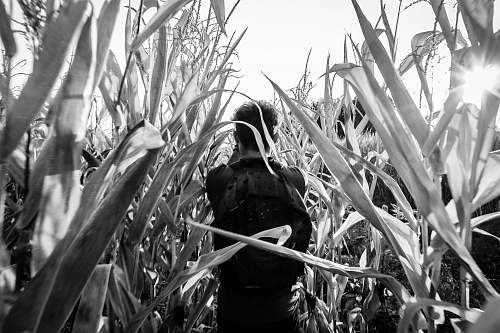 plant grayscale photo of person near plants grass
