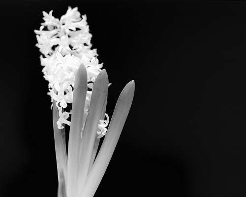 plant grayscale photo of petaled flowers pollen
