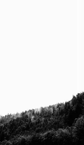 forest grayscale photo of pine trees tree