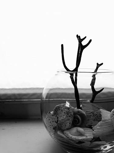 animal grayscale photo of plant bird