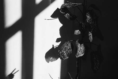 apparel grayscale photo of plant clothing