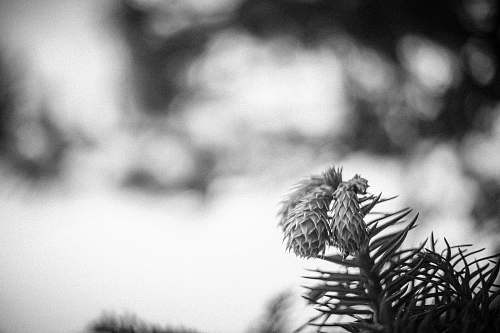 plant grayscale photo of plant tree