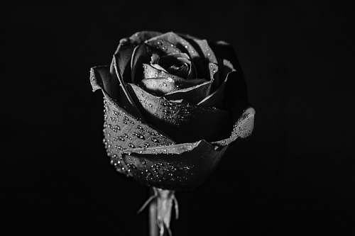 flower grayscale photo of rose flower rose