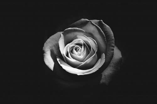 flower grayscale photo of rose black
