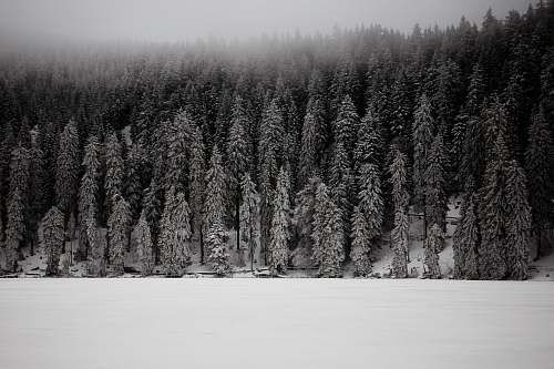 mummelsee grayscale photo of snow covered pine trees germany