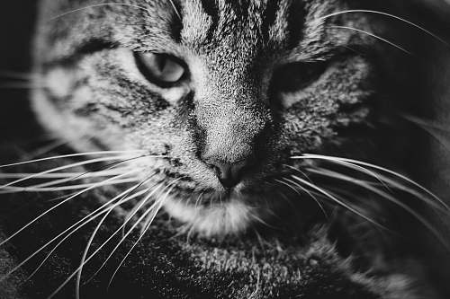 grey grayscale photo of tabby cat cat