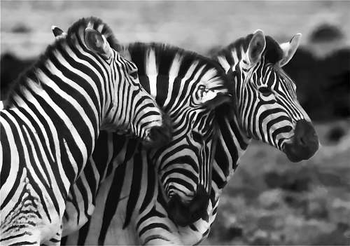 zebra grayscale photo of three zebra wildlife