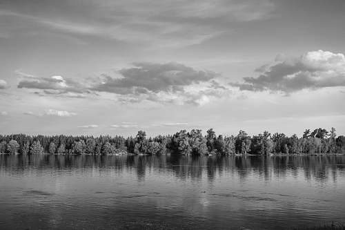 nature grayscale photo of trees near body of water water