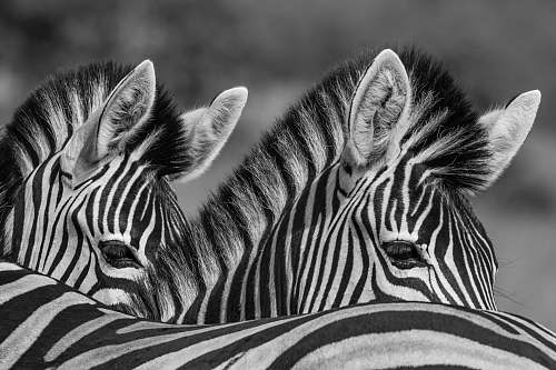 animal grayscale photo of two zebras mammal